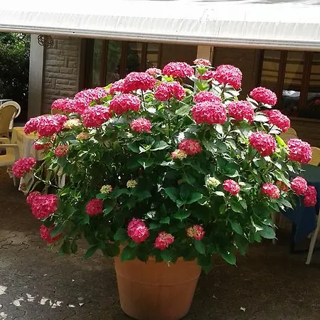 Leonardo 3* Corniolo (Emilia-Romagna)